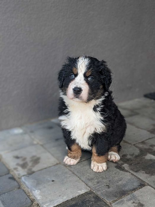 Berneński Pies Pasterski szczenię suczka