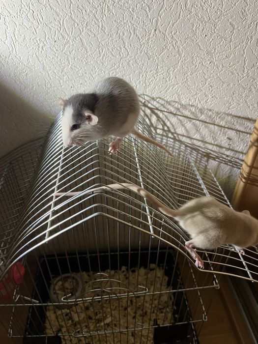 СРОЧНО! Декоративные крыски в хорошие руки