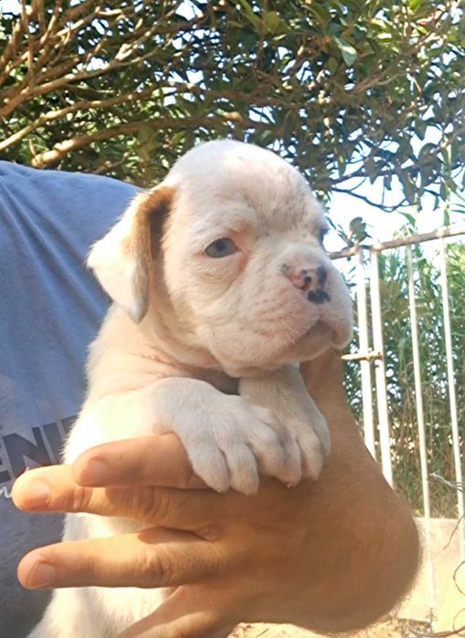 Boxer femea (afixo casa do Niko)