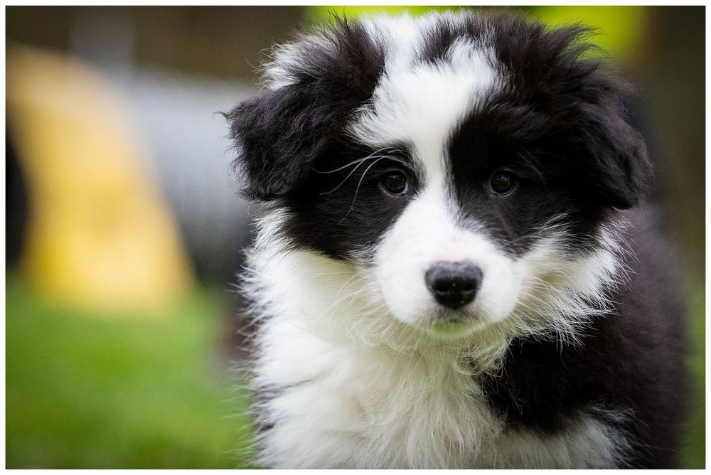 Border Collie ZKwP FCI