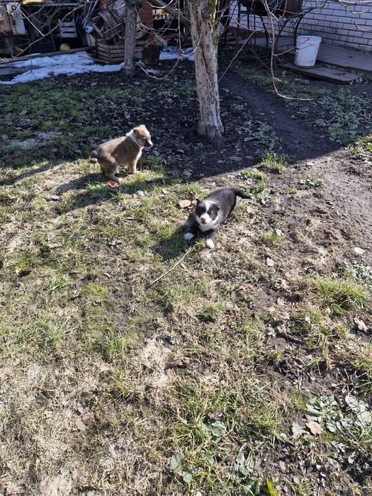 Віддам в добрі руки цуциків російсько-європейської  лайки