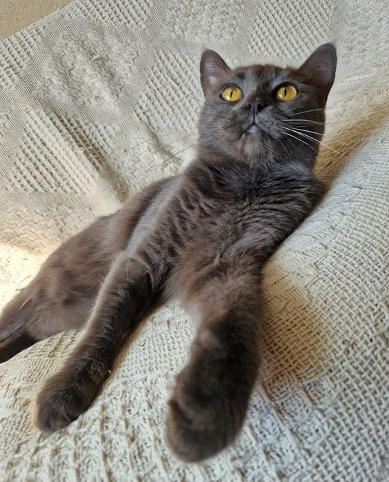 Грейс, мягкие лапки