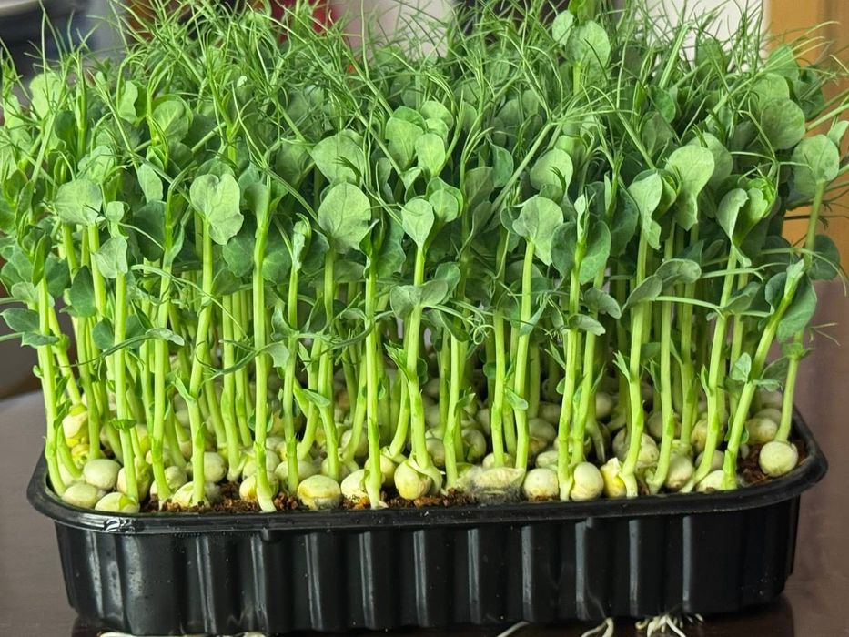 Микрозелень мікрозелень ОБМЕН