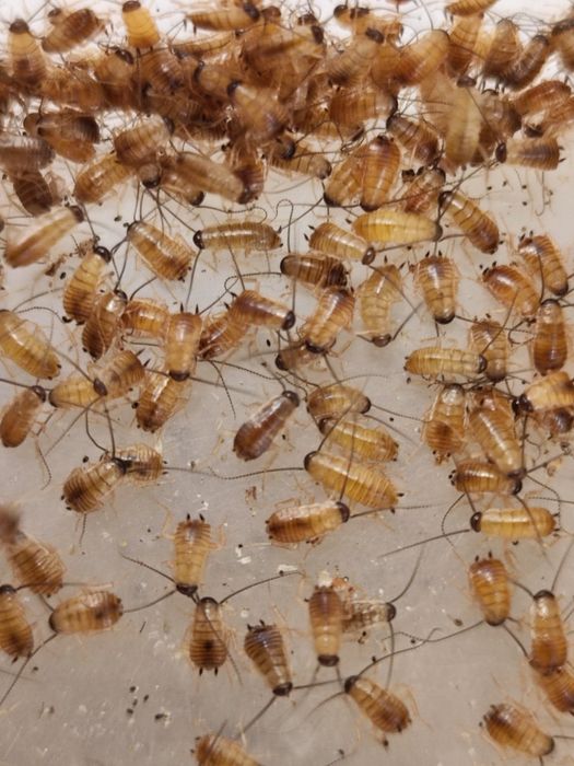 Wylęg karaczana 500 sztuk karaczan turecki