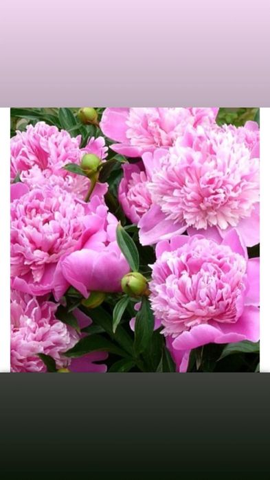 Продам багаторічні квіти..Піони  лілейники фіалки  флокси..