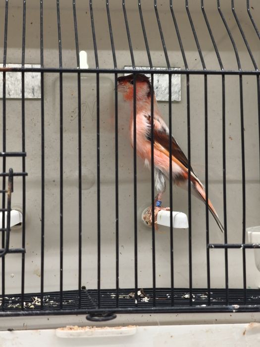 Canários arlequim português