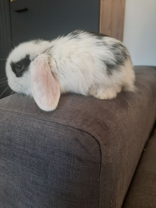 Króliki baranek miniaturka karzełek mini lop. Cena CAŁKOWITA.