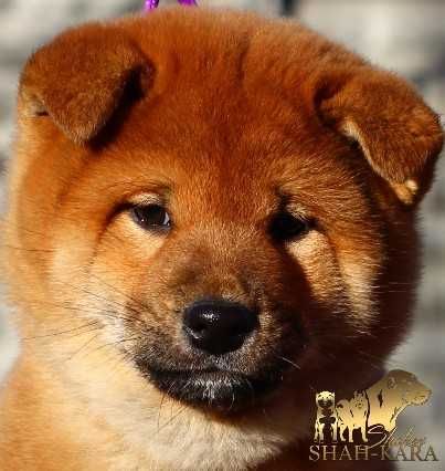 Яскравий хлопець Шиба/сіба-іну