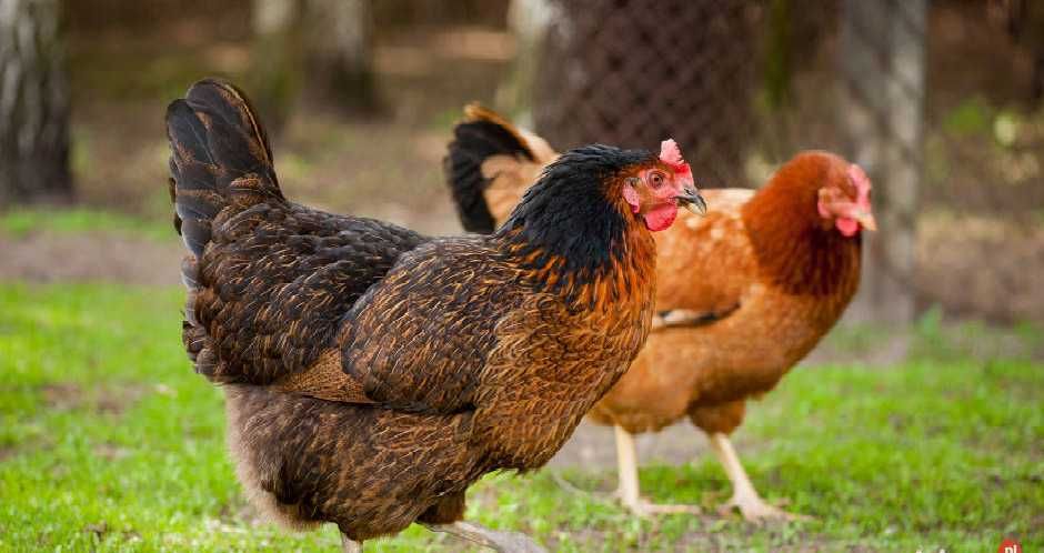 kokoszki, brojlery, kaczki - Ferma Drobiu ŚWIEBODZIN