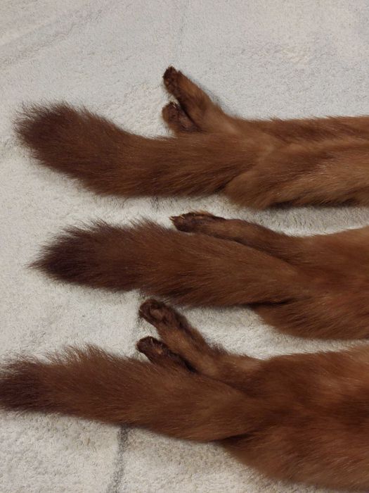 Gola Vintage de Vison – Meados do Século XX