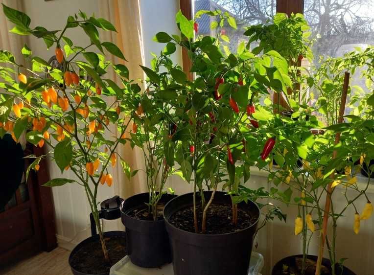 Самые разные перцы chilli Семена Халапеньо Хабанеро Кайенский и другие