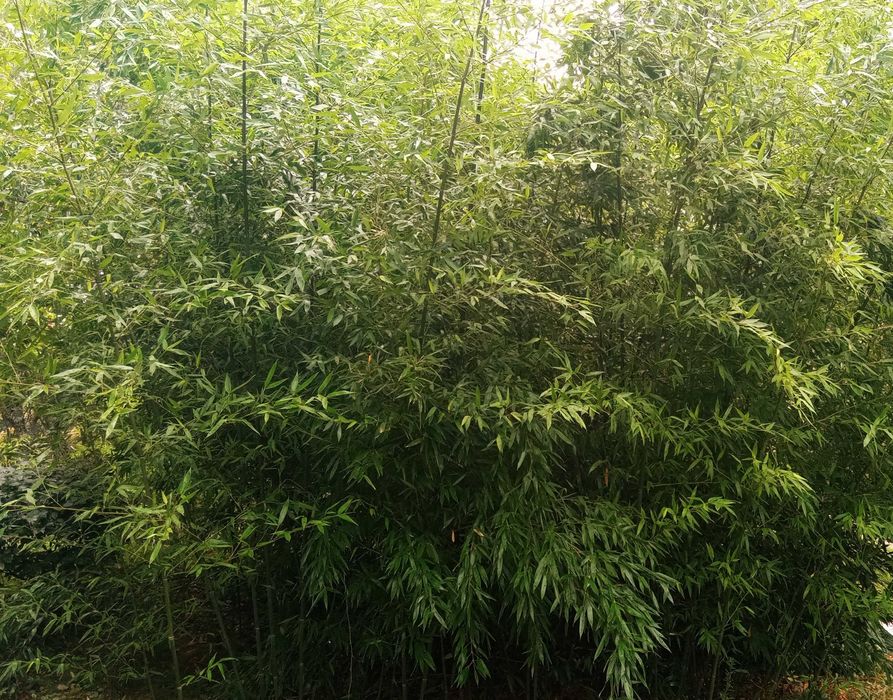 Bambus Bisetta mrozoodporny