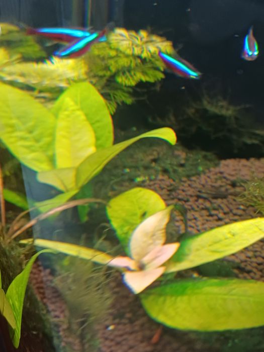 Hygrophila Corymbosa