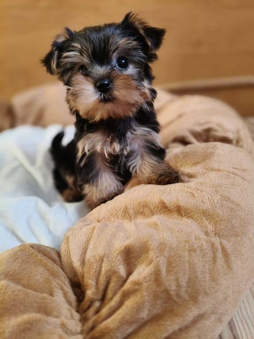Śliczna sunia Yorkshire terrier