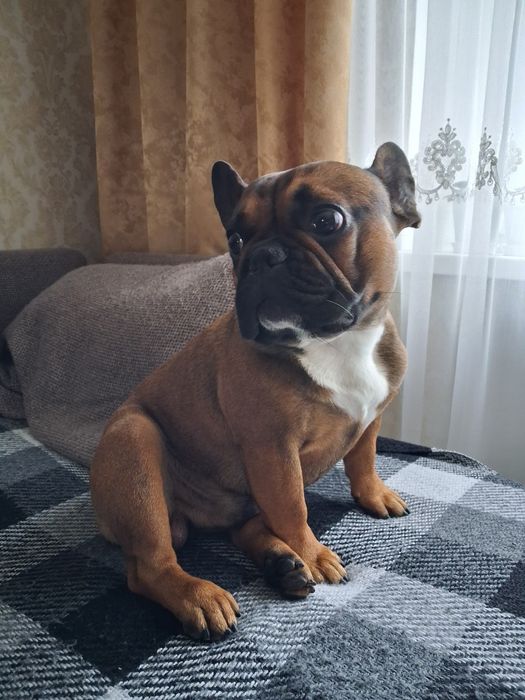 Бульдошка француз В'ЯЗКА