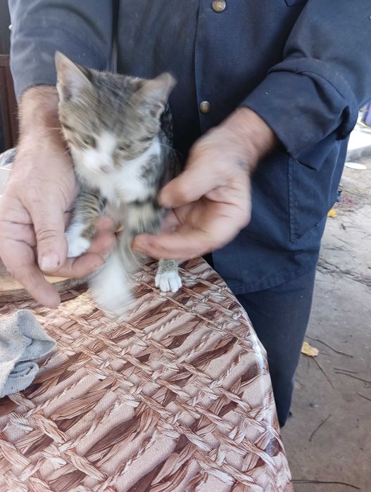 Котята отдам в добрые руки