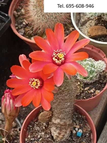 Kaktusy - wyprzedaż