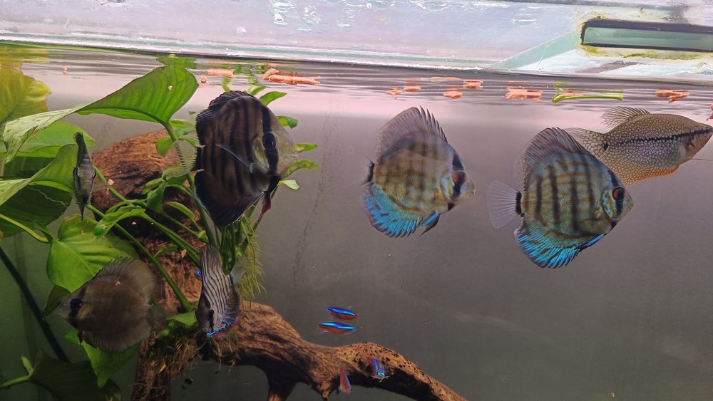 Vendo 3 discus saudáveis
