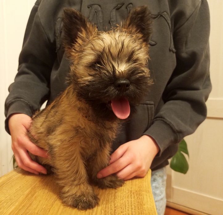Cairn terrier ZKwP