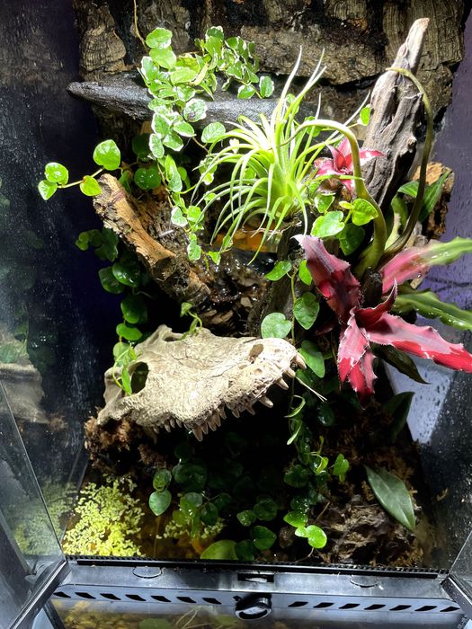Terrários Bioativos Personalizados - Feitos à Medida
