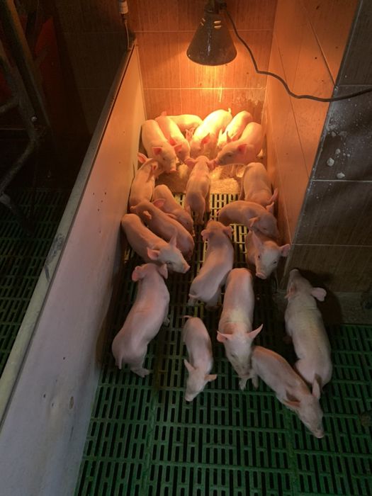 Sprzedam loszki danbred x landrace z francji