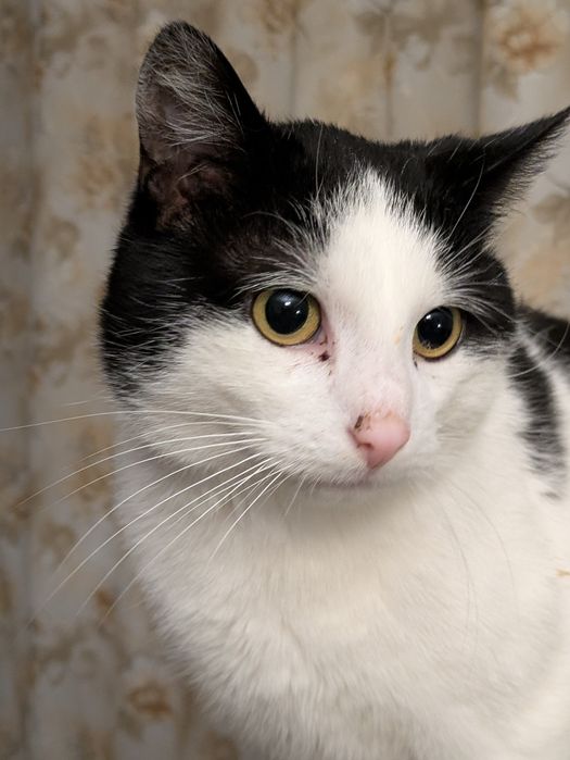 Oskar 2 lata, przyjazny,adopcja.