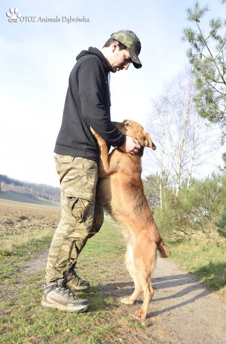 Wesoły Dżoker czeka na nowy dom - OTOZ Animals Schronisko w Dąbrówce