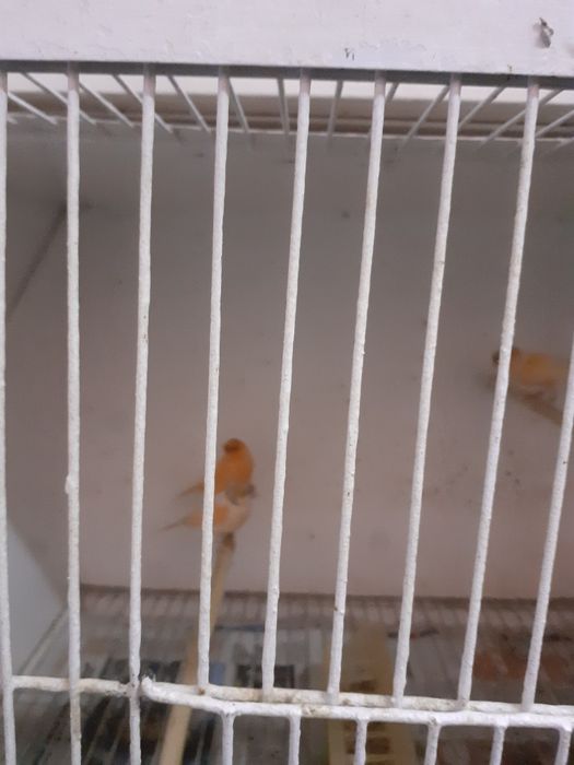 Canários de qualidade