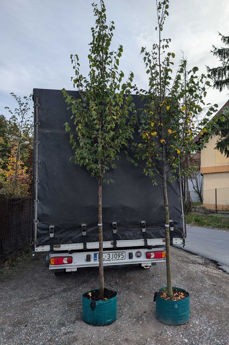 Lipa drobnolistna (Tilia cordata) obwód 18-20 cm