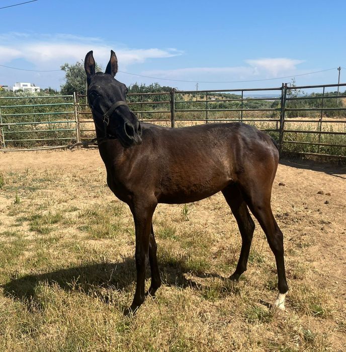 Poldro lusitano preto