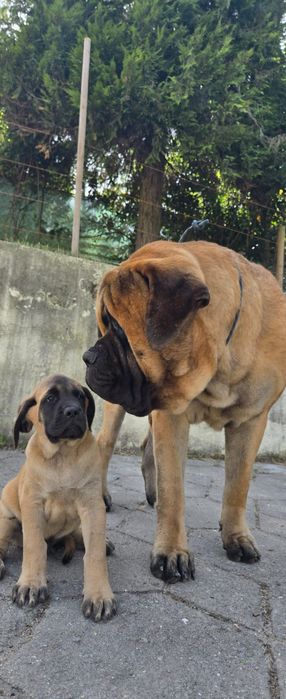 Mastiff inglês disponível