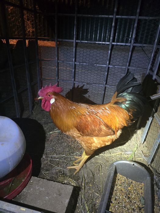 Galo  jovem bonito e saudável