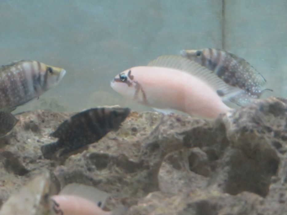 Chalinochromis brichardi tanganika