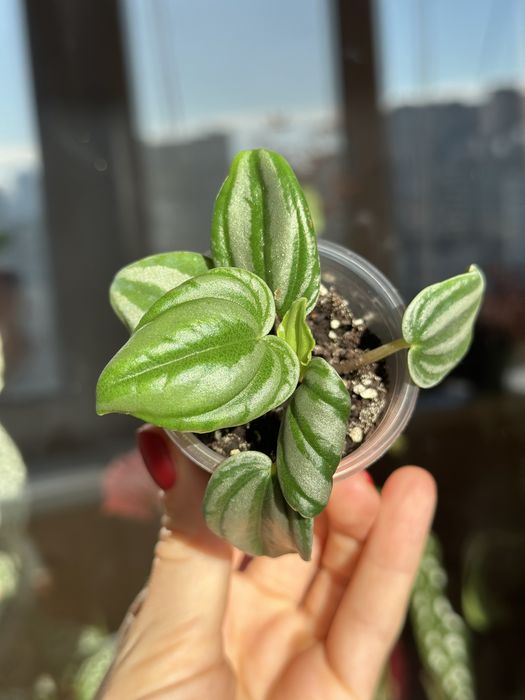 Великий вибір цікавих кімнатних рослин