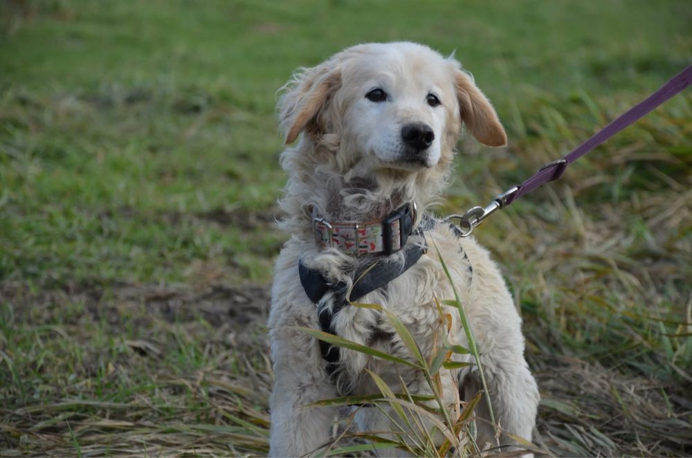 Doluś spokojny pies do adopcji