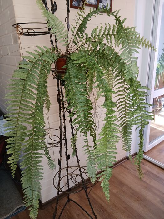 Продам интерьерные комнатные растения:папоротник, зигокактус.