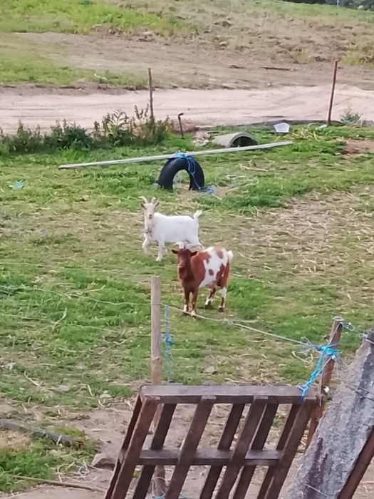 Casal de cabritos