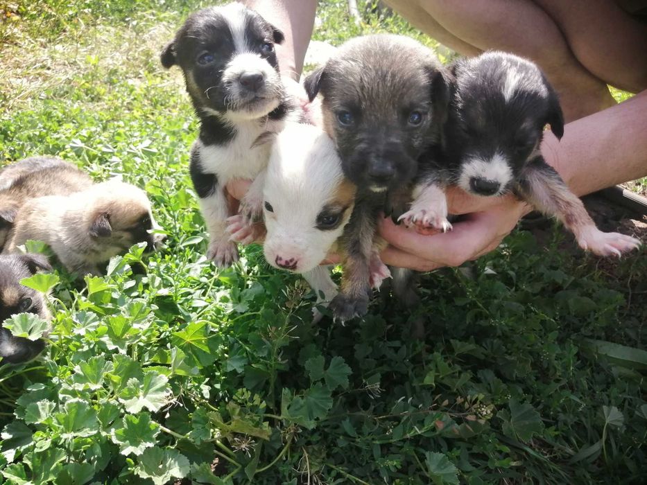 Віддам цуценят в добрі руки