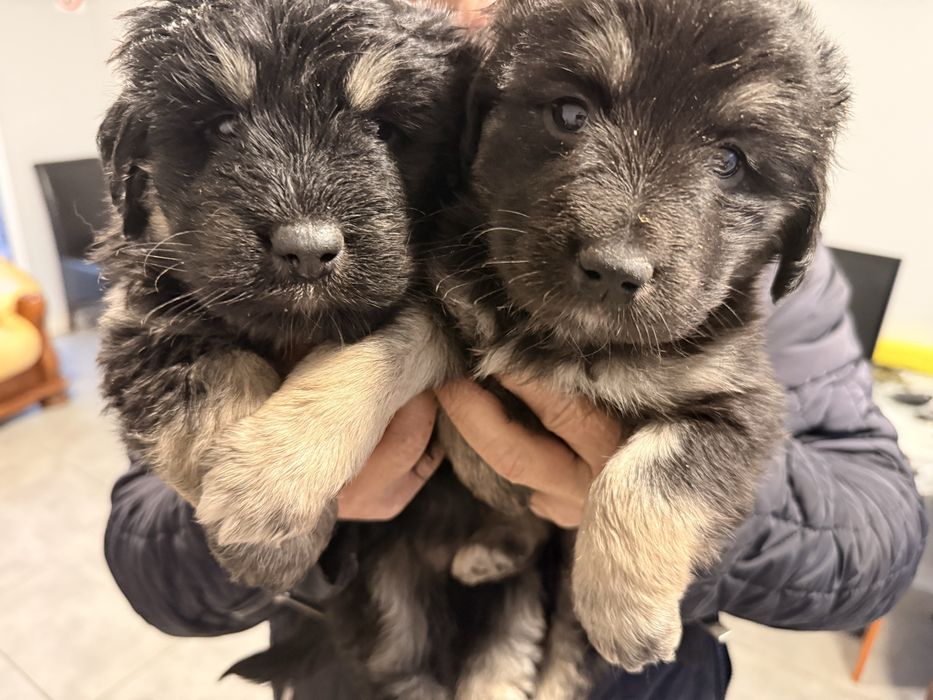 Oddam w dobre ręce dwie suczki