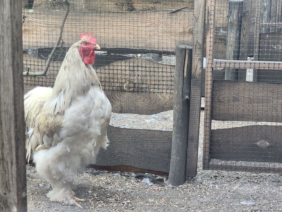 Кохінхін півень 2 роки