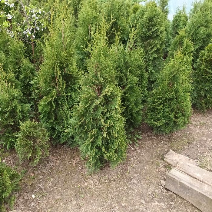 Thuja szmaragd do 140