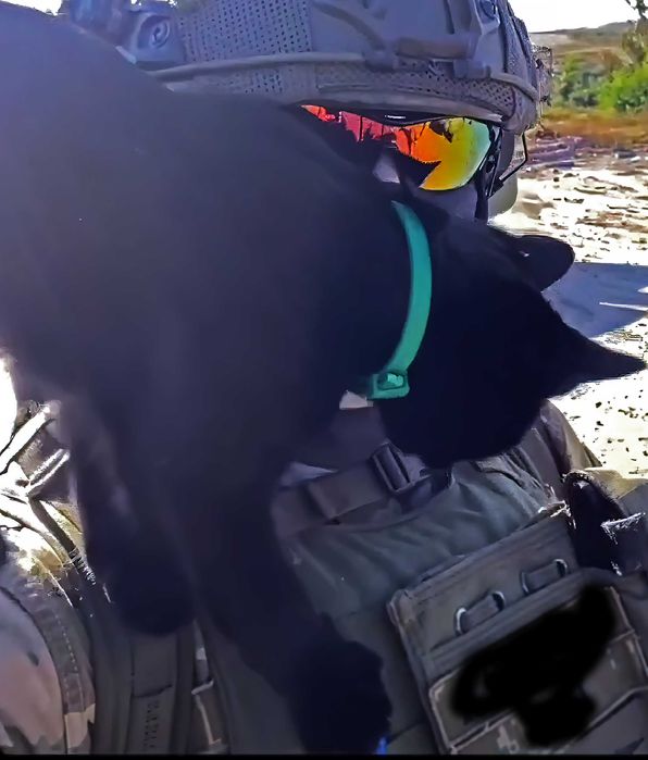 Загубився кіт. Місто Тернопіль, район Дружба та село Петриків