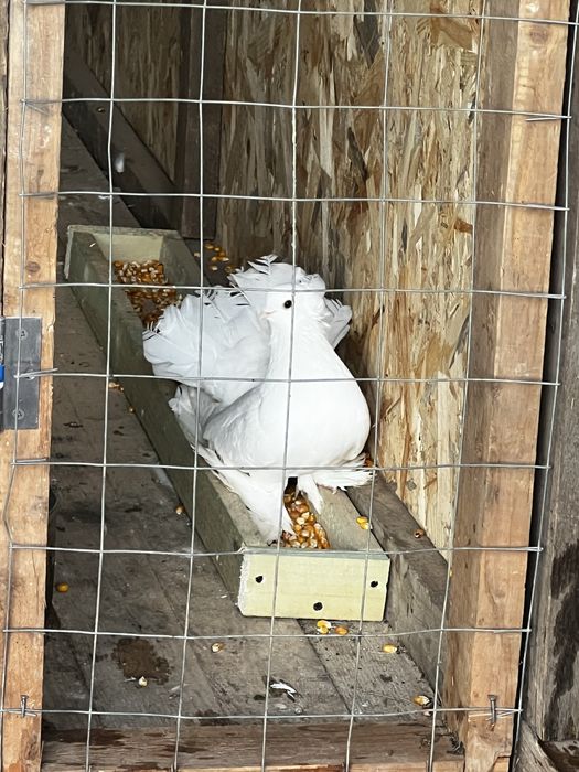 Продам домашню птицю