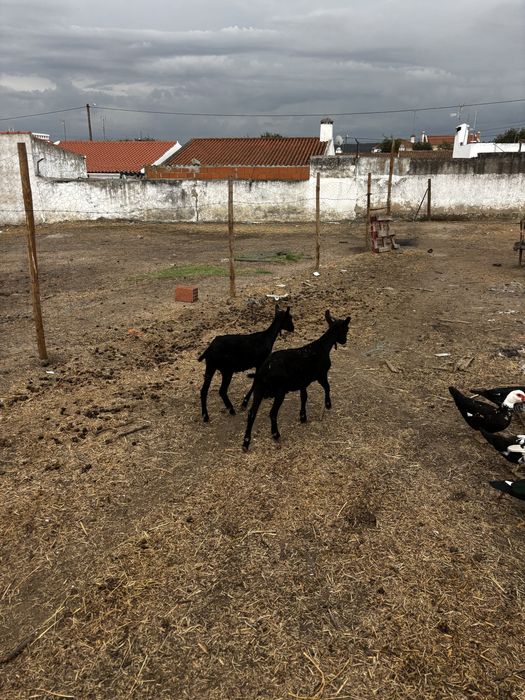 casal de cabras murcianas
