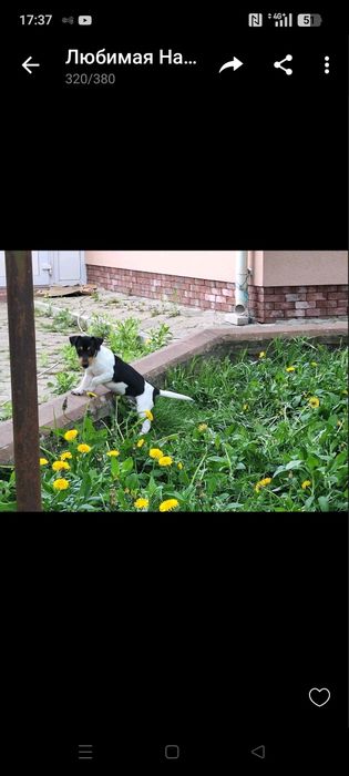 Продам цуцика Джек Рассел тер'єр