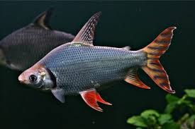 Flagtail (Prochilodus red)22 cm