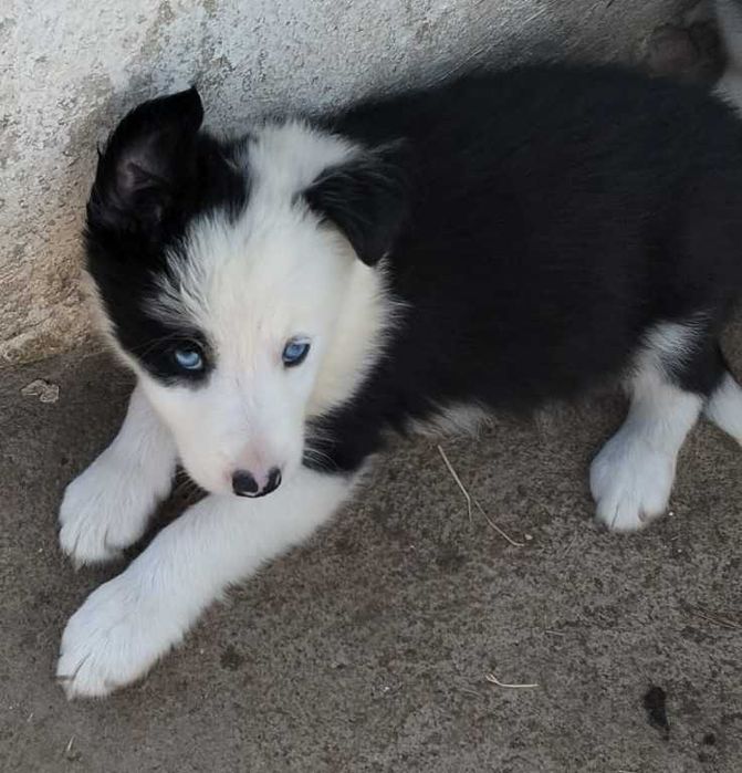 Menina Border collie de olhos azuis