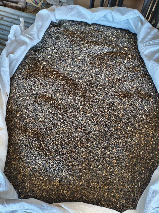 Wyka jara 2025 zbiór