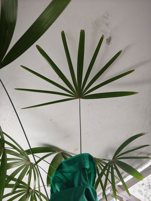 Rapis wyniosły, Rhapis excelsa, Palma biczowa