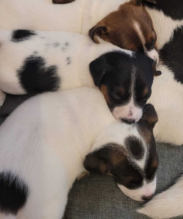 Jack Russell Terrier - suczki z domowej hodowli